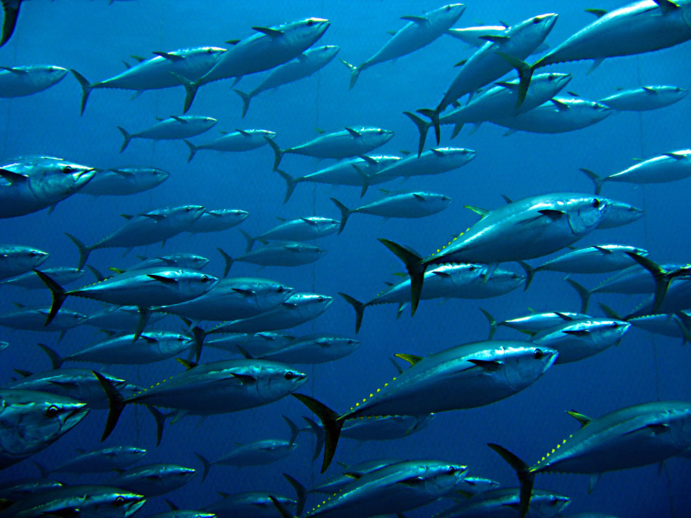 Tuna Derby Haida Gwaii 2024